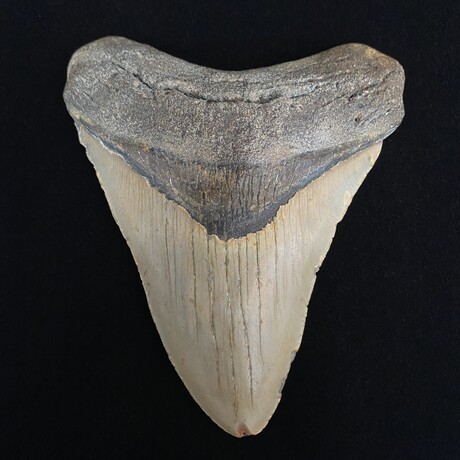 4.93" High Quality Megalodon Tooth