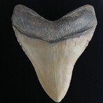 4.99" Coral Covered Megalodon Tooth