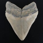 5.46" Massive Megalodon Tooth