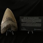 5.98" Top Quality Serrated Megalodon Tooth