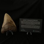 5.21" Colorful Megalodon Tooth