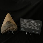 5.57" Massive Colorful Megalodon Tooth
