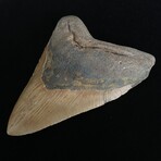 5.57" Massive Colorful Megalodon Tooth