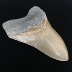 5.71" Top Quality Serrated Megalodon Tooth