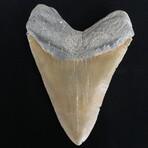 5.91" Top Quality Serrated Megalodon Tooth
