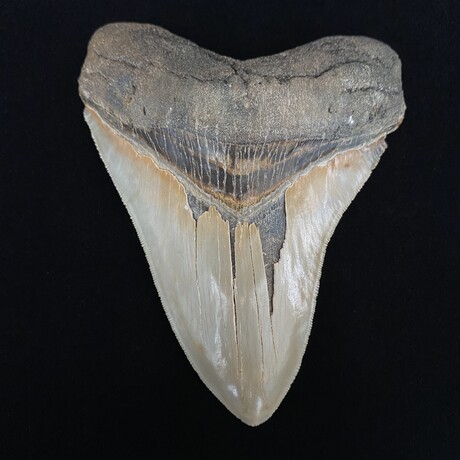 5.38" Top Quality Serrated Megalodon Tooth