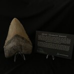 5.73" Massive Megalodon Tooth
