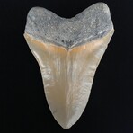 5.71" Top Quality Serrated Megalodon Tooth