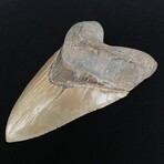 5.98" Top Quality Serrated Megalodon Tooth
