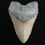 5.73" Massive Megalodon Tooth