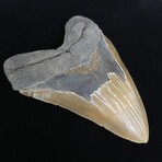 5.91" Top Quality Serrated Megalodon Tooth