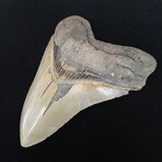 5.38" Top Quality Serrated Megalodon Tooth