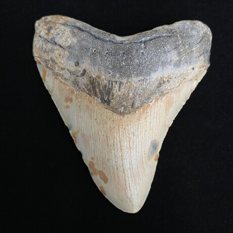 4.72" Serrated Megalodon Tooth