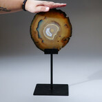 Polished Banded Agate Slice With Metal Display Stand