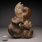 Ammonite Statue // Ver. 2