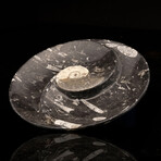 Ammonite and Belemnite Round Spiral Dish