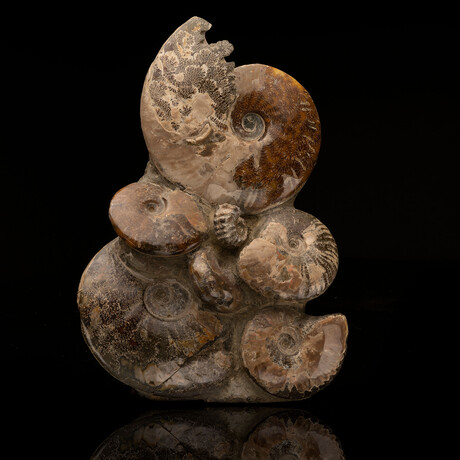Ammonite Statue // Ver. 2