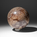 Polished Dinosaur Bone Sphere With Acrylic Display Stand