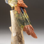 Genuine Polished Hand Carved Parrot