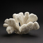 Genuine Cats Paw Coral