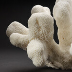 Genuine Cats Paw Coral