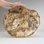 Genuine Petrified Wood Slice // Large