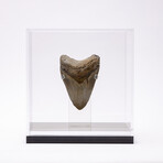 "Monster Shark" Megalodon Tooth + Acrylic Case