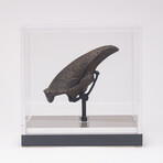 Rare Fossil Sloth Claw From Florida + Acrylic Case V2