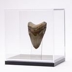"Monster Shark" Megalodon Tooth + Acrylic Case