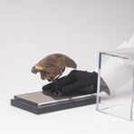 Rare Fossil Sloth Claw From Florida + Acrylic Case V1