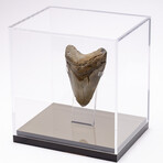 "Monster Shark" Megalodon Tooth + Acrylic Case