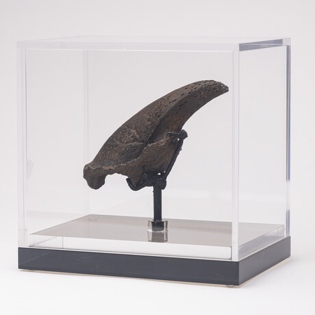 Rare Fossil Sloth Claw From Florida + Acrylic Case V2