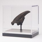 Rare Fossil Sloth Claw From Florida + Acrylic Case V2