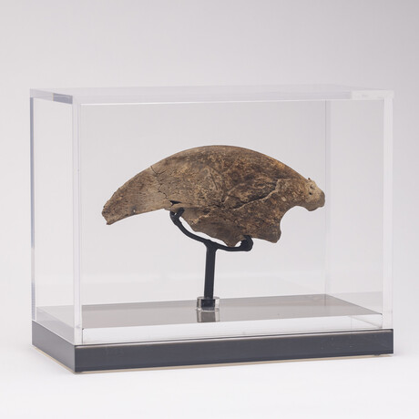 Rare Fossil Sloth Claw From Florida + Acrylic Case V1