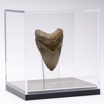 "Monster Shark" Megalodon Tooth + Acrylic Case