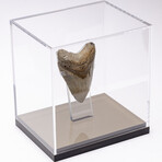 "Monster Shark" Megalodon Tooth + Acrylic Case