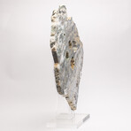 Australian Orbicular Jasper Slab + Custom Acrylic Base