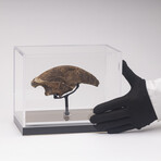 Rare Fossil Sloth Claw From Florida + Acrylic Case V1