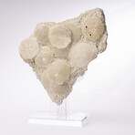 Fossil Sand Dollar Cluster Specimen From France + Custom Acrylic Base