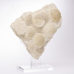 Fossil Sand Dollar Cluster Specimen From France + Custom Acrylic Base