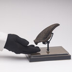 Rare Fossil Sloth Claw From Florida + Acrylic Case V2