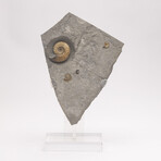 Fossil Calcite Ammonite From Dorset UK + Acrylic Stand V1