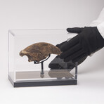 Rare Fossil Sloth Claw From Florida + Acrylic Case V1