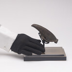 Rare Fossil Sloth Claw From Florida + Acrylic Case V2