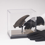 Rare Fossil Sloth Claw From Florida + Acrylic Case V2