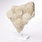 Fossil Sand Dollar Cluster Specimen From France + Custom Acrylic Base
