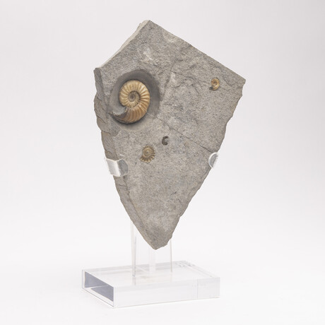 Fossil Calcite Ammonite From Dorset UK + Acrylic Stand V1