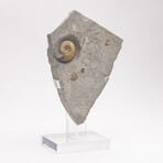 Fossil Calcite Ammonite From Dorset UK + Acrylic Stand V1