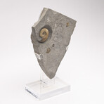 Fossil Calcite Ammonite From Dorset UK + Acrylic Stand V1