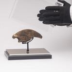 Rare Fossil Sloth Claw From Florida + Acrylic Case V1